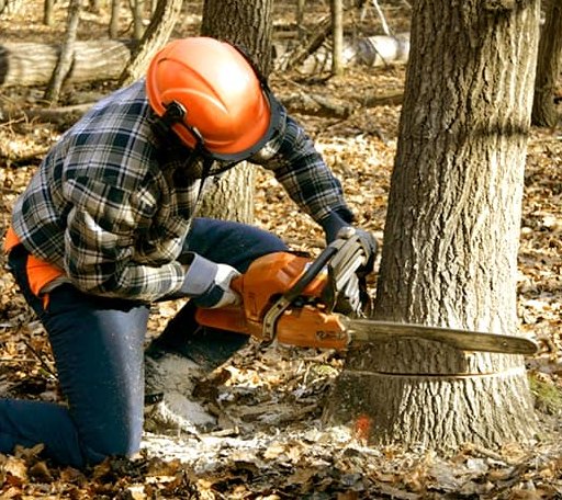 Tree Removal in Hunter, AR